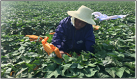 雄安新区地质调查(图4)